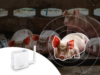 Taking Real-time Body Temperature of 2160 Hogs